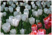 tulipani_a