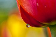 tulipano-goccia