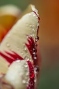 tulipano041