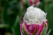 tulipano054