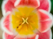 tulipano057