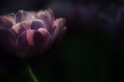 tulipano08