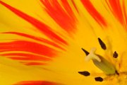 tulipano2010_02