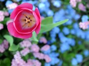 tulipano2010_06_nontiscordar