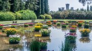 tulipanomania08