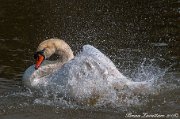 fb_cigno_lava06