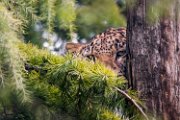 leopardo 01