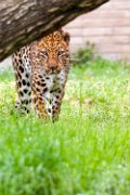 leopardo02