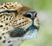 leopardo03