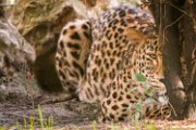 leopardo07