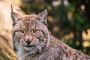 lince01