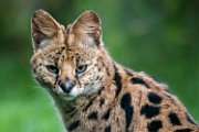serval01